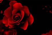 美乐家纯质精油：玫瑰精油的秘密及用法大公开