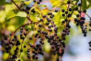 接骨木莓：神奇的小黑果，它能有效预防流感，增强免疫力，欧洲的“板蓝根”