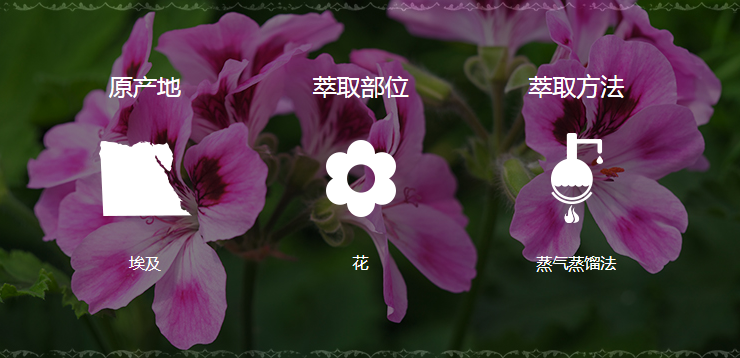 美乐家纯质天竺葵精油