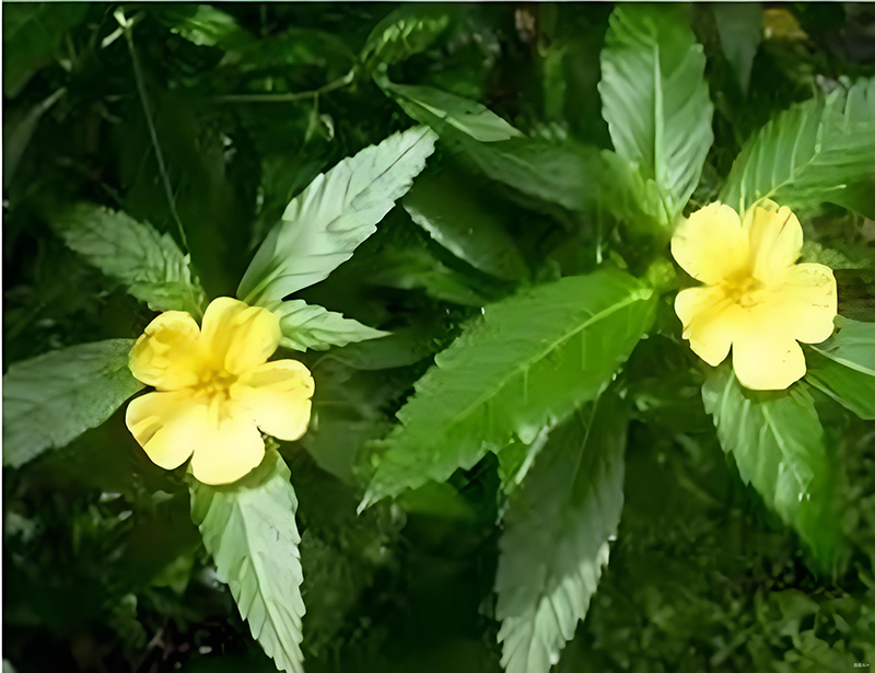 达迷草叶