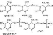 认识维生素B6