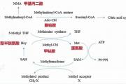 七大营养素，你了解多少？——维生素篇之十三 维生素B9（叶酸）