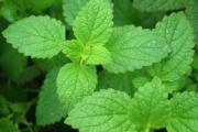 上火、肾虚、湿气重……中药代茶饮，喝对才有效