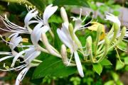 上火、肾虚、湿气重……中药代茶饮，喝对才有效