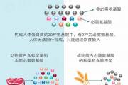 一图读懂动物蛋白和植物蛋白的区别