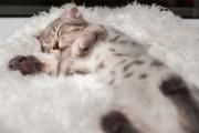 睡眠不好、半夜总醒？最新研究：多吃高纤维食物可改善