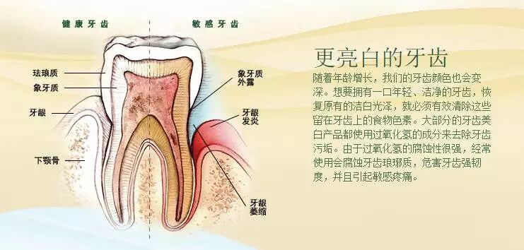 洁齿牙膏—鲜薄荷/醇肉桂