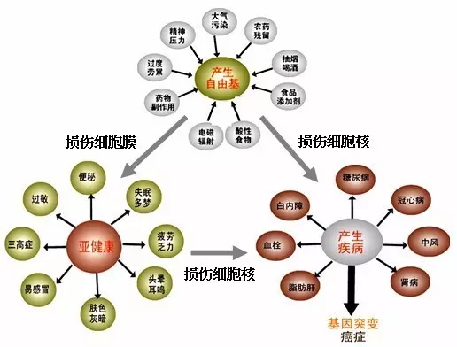 营养学基础及美乐家营养食品搭配方法