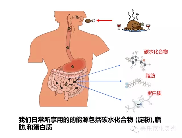 美乐家蛋白粉-巧克力味