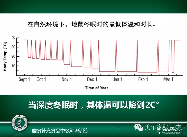 美乐家蛋白粉-巧克力味