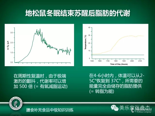 美乐家蛋白粉-巧克力味