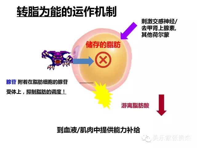 美乐家蛋白粉-巧克力味