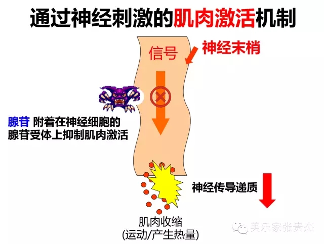 美乐家蛋白粉-巧克力味