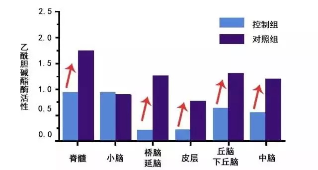 美乐家马齿苋压片糖果