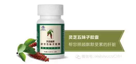 灵芝五味子