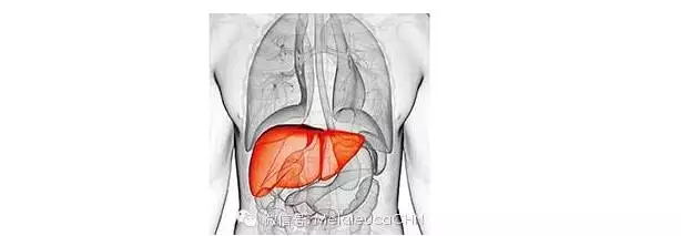 灵芝五味子