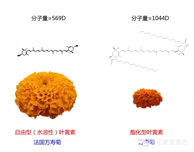 观适健蓝莓咀嚼片