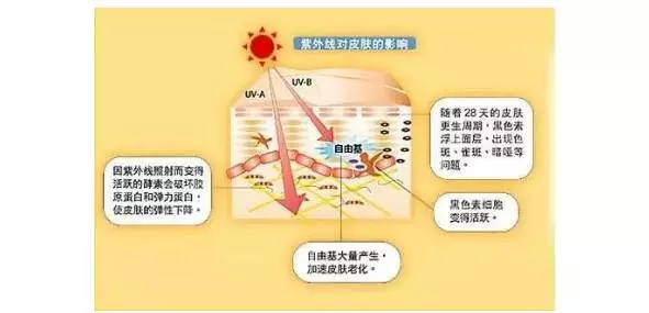美乐家胶原蛋白肽压片糖果