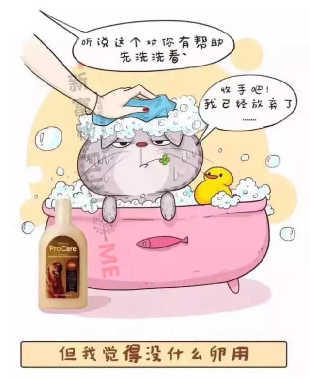 天然精油宠物洗毛精