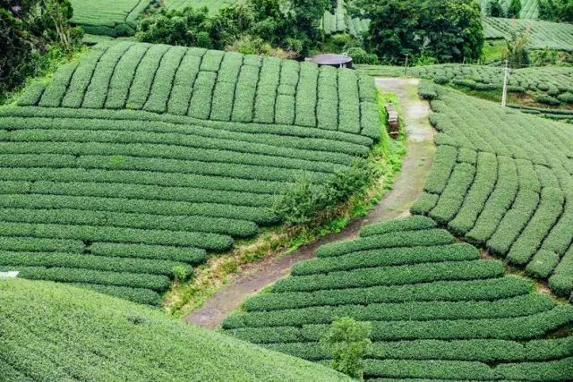 阿里山乌龙茶