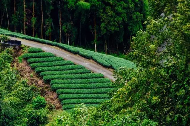 阿里山乌龙茶