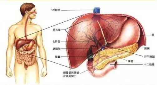 糖尿病的真正的病因不在糖，而在肝