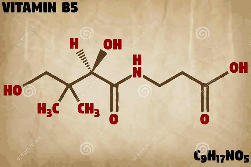 认识维生素B5（泛酸）