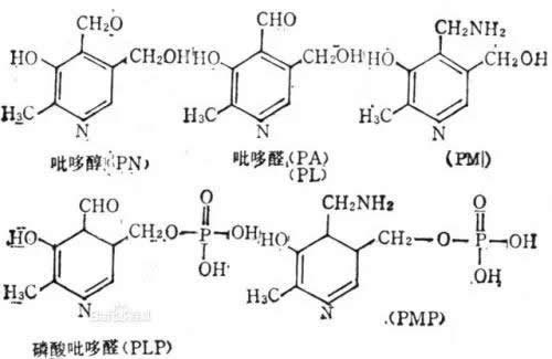 认识维生素B6