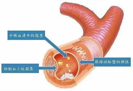 认识EPA和DHA