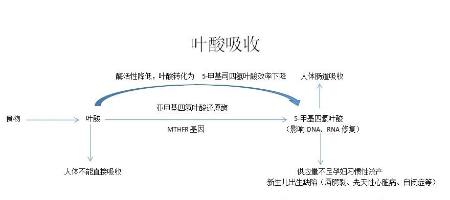 维生素B9（叶酸）