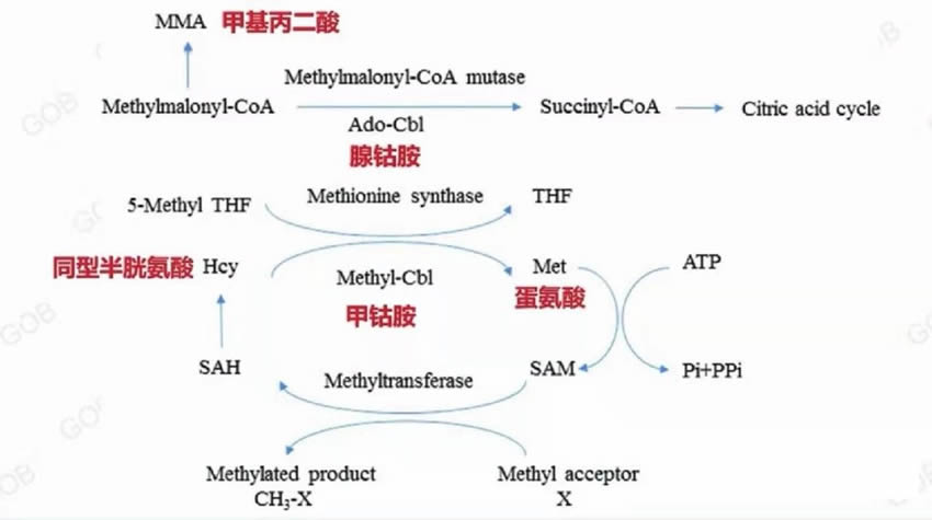 维生素B9（叶酸）