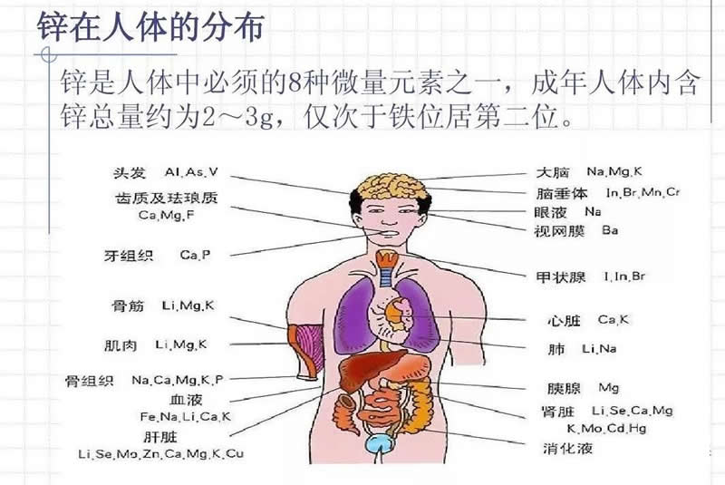 锌对人体的重要作用