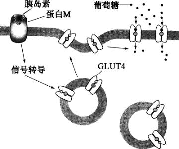 锌对人体的重要作用