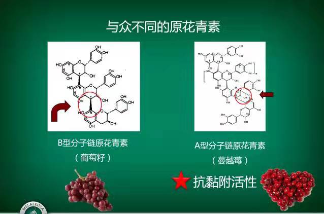 蔓越莓可以增强免疫力、预防女性泌尿系统感染