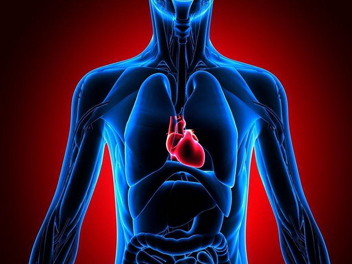 辅酶Q10是心脏的“动力之源”