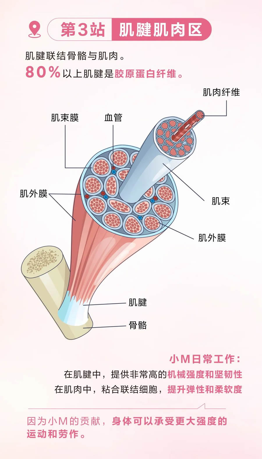 胶原蛋白的奇妙人体之旅