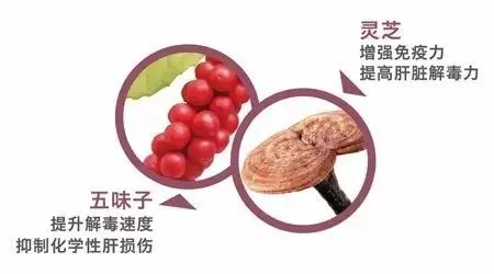 美乐家灵芝五味子专利护肝配方，保护肝脏更安全