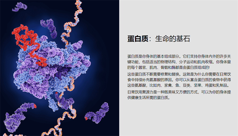 美乐家复源力蛋白棒-可可红茶味