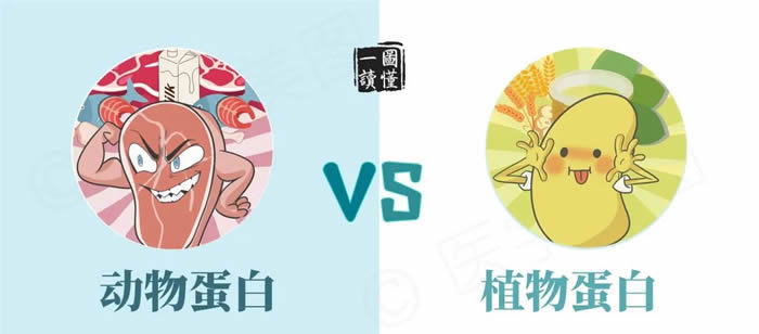动物蛋白和植物蛋白的区别