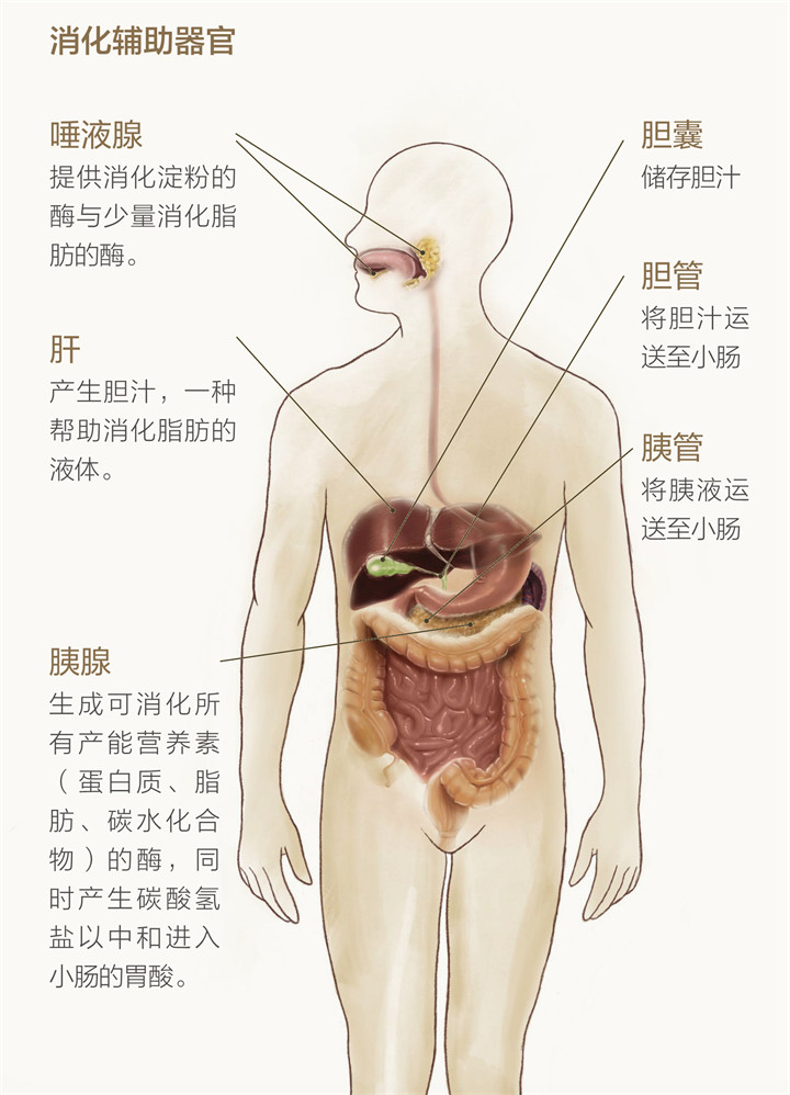 美乐家生命活力 营养宝典 消化健康篇