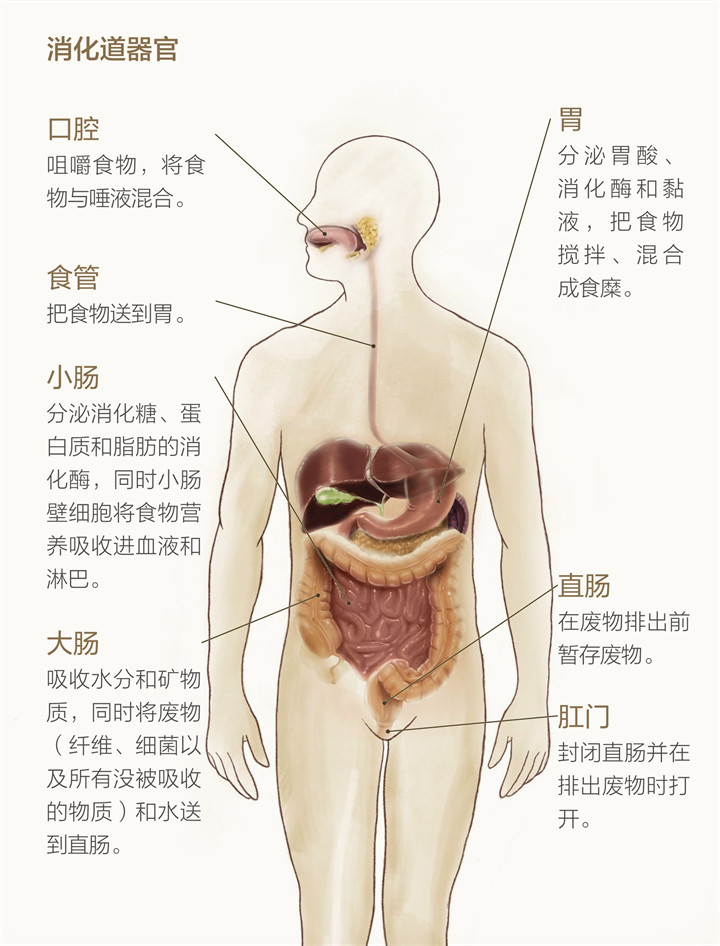 美乐家生命活力 营养宝典 消化健康篇