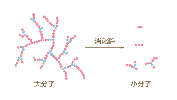 美乐家生命活力 营养宝典 消化健康篇