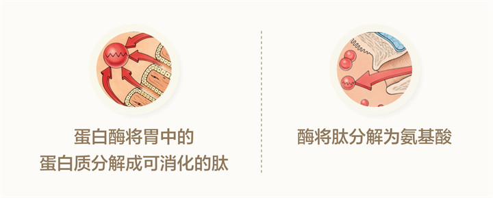 美乐家生命活力 营养宝典 消化健康篇