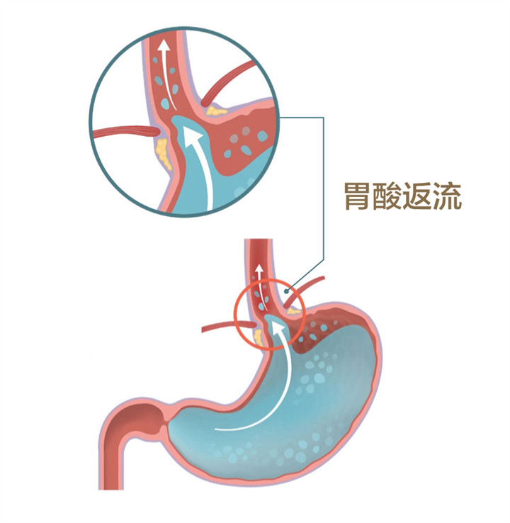 美乐家生命活力 营养宝典 消化健康篇