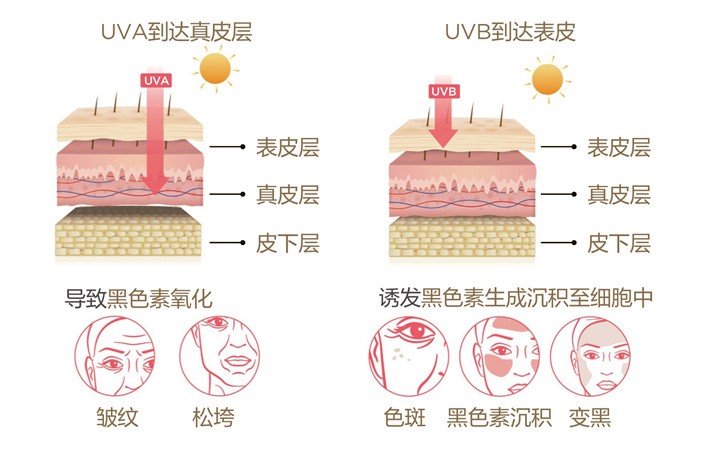 美乐家生命活力 营养宝典 肌肤年轻篇