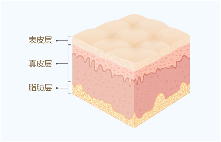 美乐家生命活力 营养宝典 肌肤年轻篇