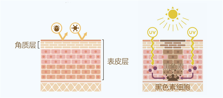 美乐家生命活力 营养宝典 肌肤年轻篇