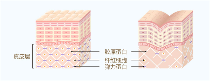 美乐家生命活力 营养宝典 肌肤年轻篇