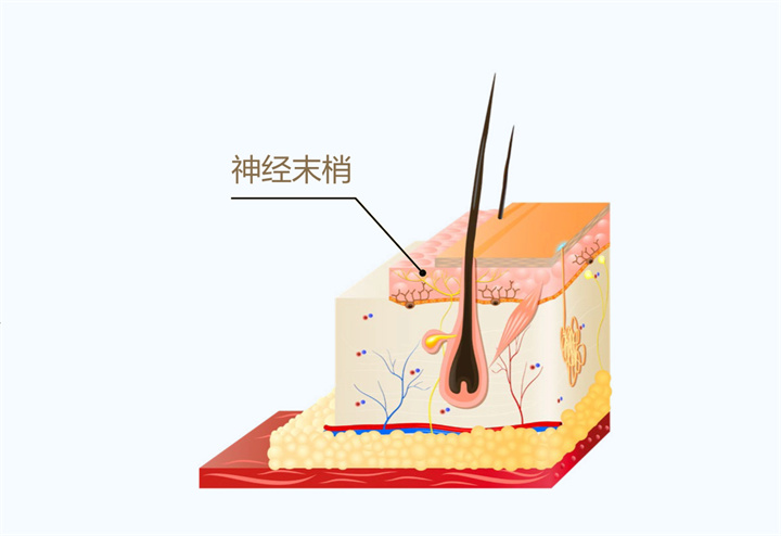 美乐家生命活力 营养宝典 肌肤年轻篇