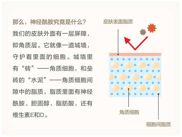 美乐家生命活力 营养宝典 肌肤年轻篇